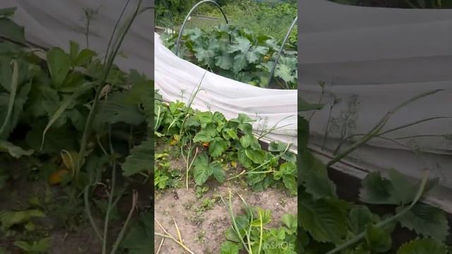 Фёдор ищет у себя на даче спрятанные игрушки по нарисованной карте смотреть онлайн