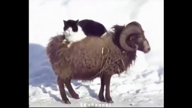 Приколы720p) смотреть онлайн