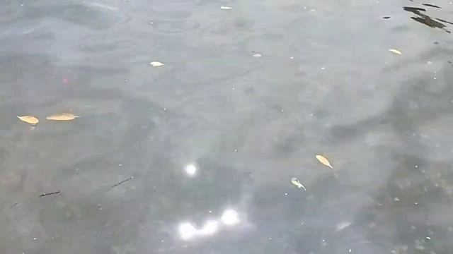 Jelly Fish Chrysaora sp. Kali Estuary Karwar смотреть онлайн