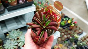 #топыкатегорий♥️🌿АШАН🐞ПРИВЁЗ ЦВЕТОЧКИ🌿ЕСТЬ ИНТЕРЕСНЫЕ♥️