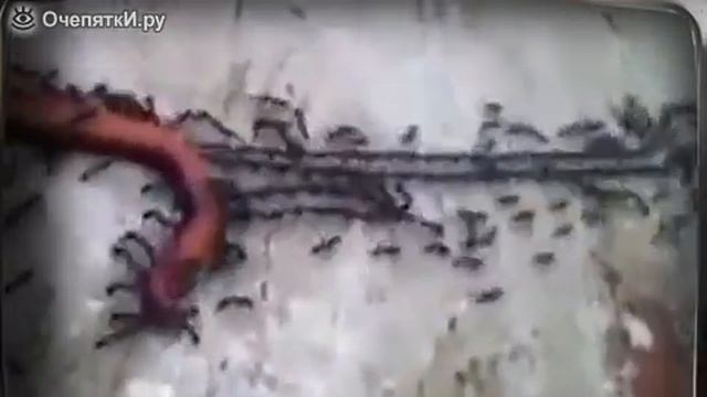 Как муравьи сосиску тащили смотреть онлайн