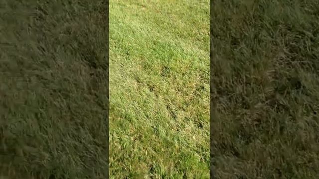 ASMR ~Noodle~ Backyard taps and scratches, cement, pebbles, grass, fence, wood, Birds and crickets смотреть онлайн