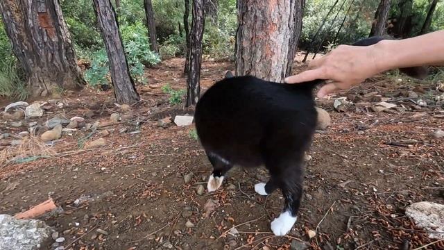 Cute tuxedo cat started purring loudly when I was petted her смотреть онлайн