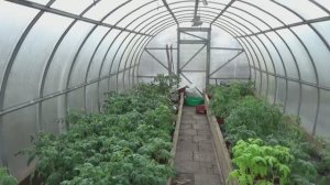 При каких температурах воздуха и грунта уже можно высаживать рассаду томатов в теплицу