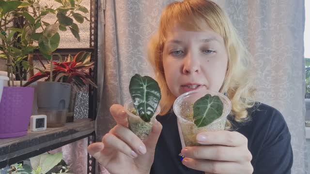 Пересадка малышек алоказий из мха в грунт смотреть онлайн