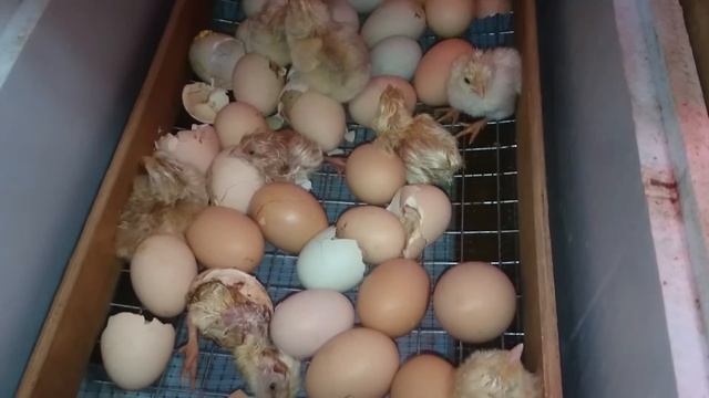 Важно!!!Блиц Норма,ошибки инкубации куриных яиц. смотреть онлайн