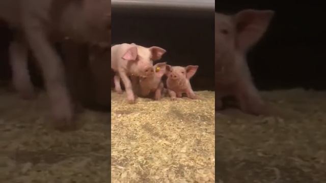 Свиноферма. Работа в Финляндии на Свиноферма. Working in Finland for Pig Farm смотреть онлайн