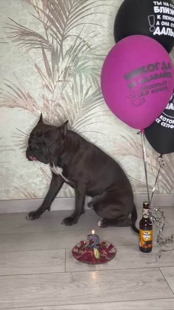 Наш любимый пес! Титану 2 года!!!