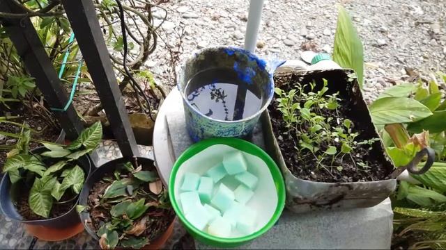 Tips Cara Memindahkan Bibit Semai Sawi Ke Netpot Hidroponik смотреть онлайн