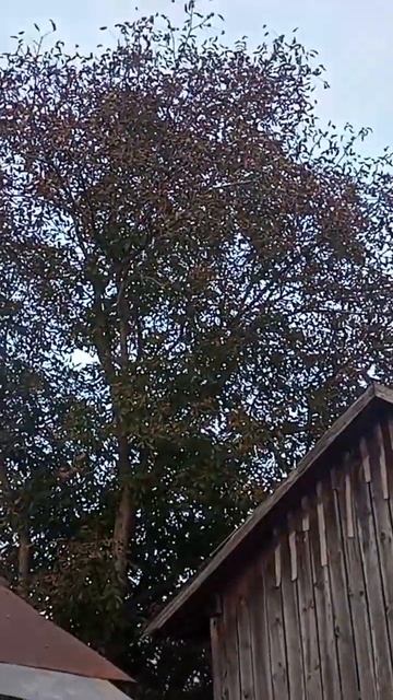 Тільки зробив #мангал!!! Випробування вогнем!!! смотреть онлайн