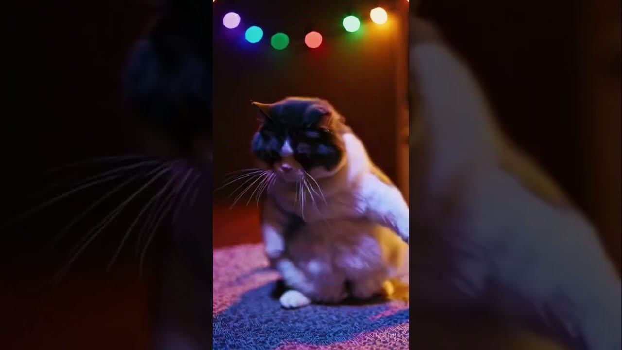 The Dance of the Wobbly Cat смотреть онлайн