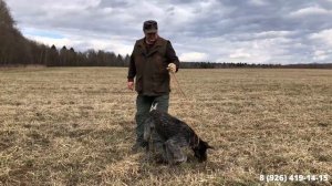 Тренировка дратхааров в поле