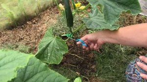 Выращивание огурцов в теплице. Как ухаживать.