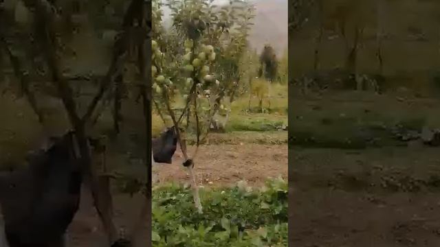 باغی کوحیستانی وخیا Сады высокогорье Вахе. the hinghland of the Wahe смотреть онлайн