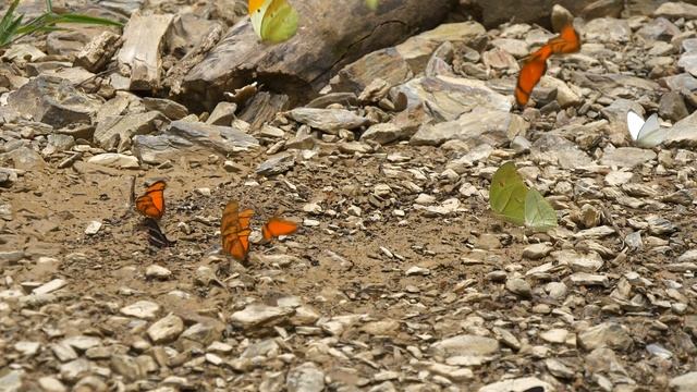 Pilpintu 180fps смотреть онлайн