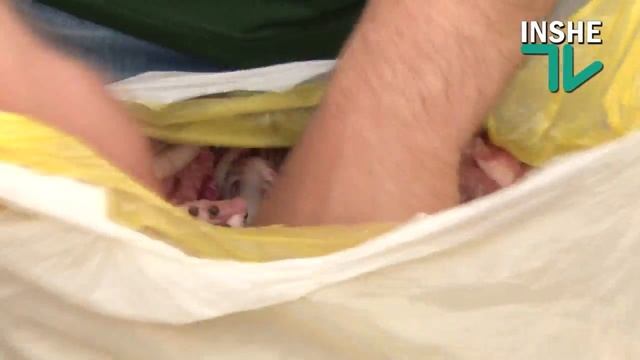 Готовим правильно шашлык смотреть онлайн