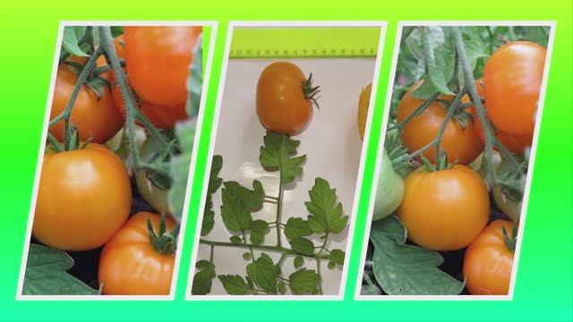 Томат Аксанта смотреть онлайн