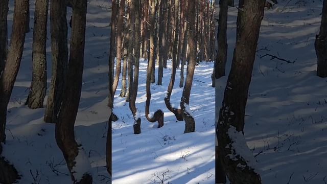 Замок Нессельбек (Nesselbeck).Куршская коса. Танцующий  лес.