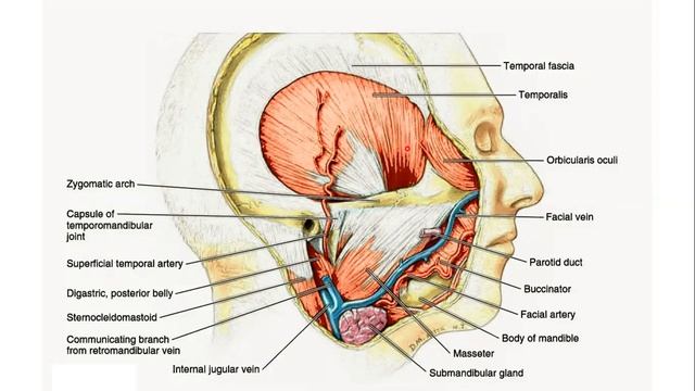 Temporal Fossa смотреть онлайн