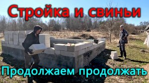 Устроили свинарник в птичнике. Строительный сезон начался - продолжаем стройку дома.