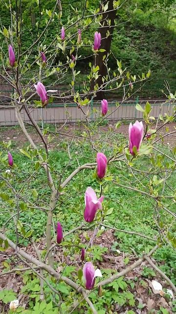 Магнолія, як і раніше, квітне і чарує. смотреть онлайн