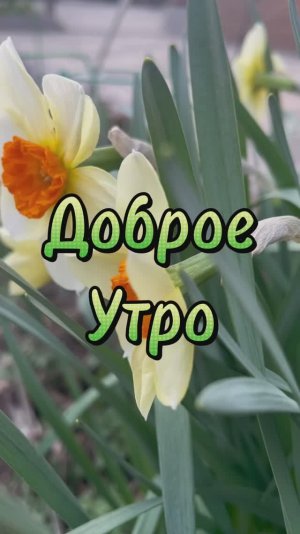 Доброе весеннее утро, замечательного настроения