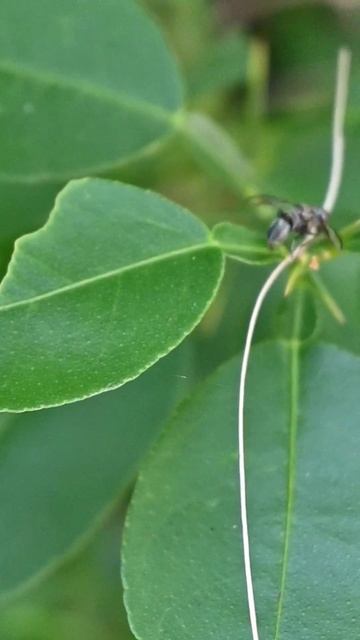 A signal fly from the genus Rivellia is walking away on a lemon leaf before flying away #fly смотреть онлайн