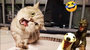 Смешные видео животных 😂 Самые смешные животные. Лучшие приколы с котами и собаками 😂