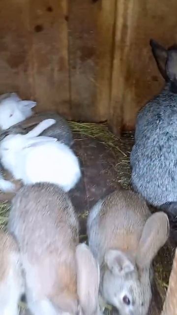 Братцы кролики мои смотреть онлайн