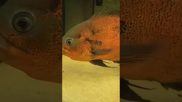 Астронотус ест бирюзовую акару смотреть онлайн