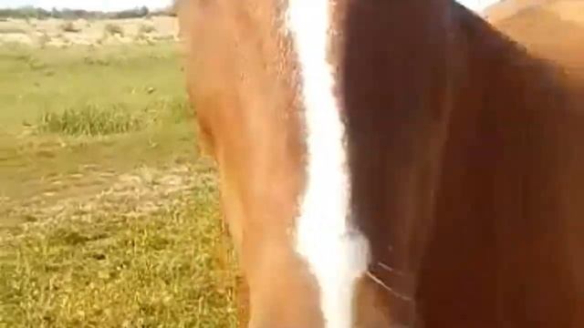 Грибы_Сбор грибов_Волжская пойма смотреть онлайн