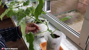 Рассада огурцов в теплых стаканчиках.