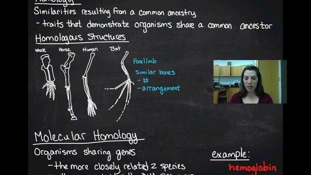 Evidence for Evolution - Homology смотреть онлайн