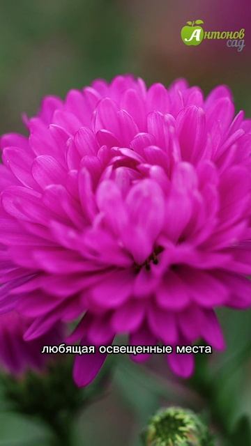 Рассада цветов в апреле: список культур для посева! смотреть онлайн