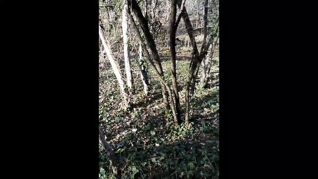 леса рядом с поселком Сукко. смотреть онлайн