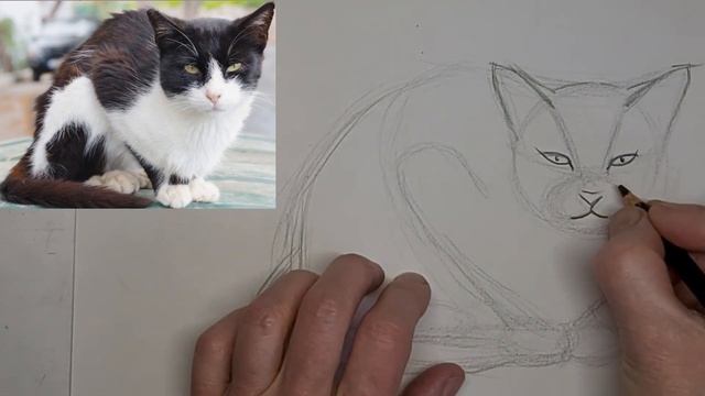 How to Draw Black & White Tuxedo Cat, crouch loaf sit side view face simple beginner sketch tutoria смотреть онлайн
