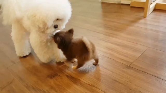 hihuahua puppies playing so tiny cute - Teacup puppiesKimsKennelUS смотреть онлайн