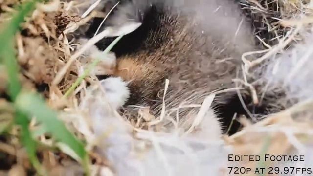 Canon T2i/550D with Magic Bullet Mojo Test Video: "Bunnies" смотреть онлайн