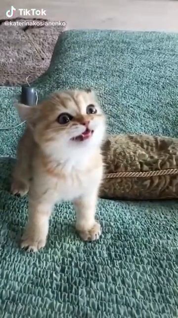Не кот а тигр смотреть онлайн