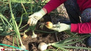 Уборка лука, выращенного из семян за один сезон.
