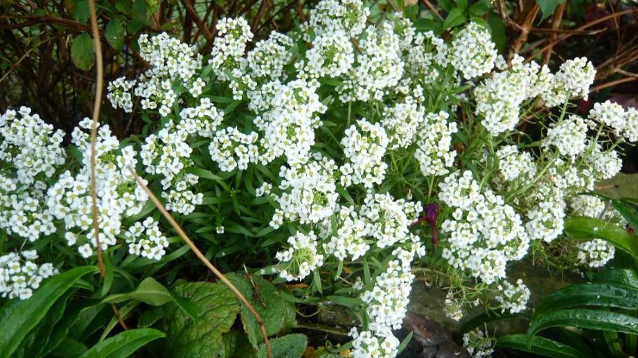 🌼 Этот однолетник цветет все лето – обязательно посейте его! смотреть онлайн