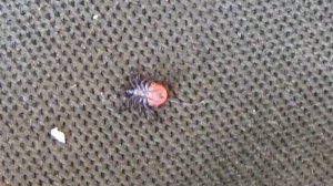 Средство от Клещей № 1. Дохнут от него моментально, даже спустя 2 недели!