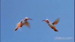 Полёт колибри утренней зари.