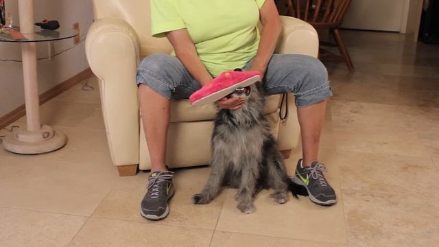 How to Teach a Dog to Fetch Slippers : Dog Training & Care смотреть онлайн