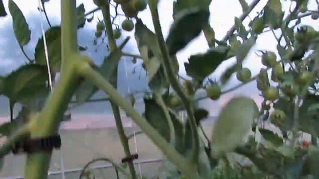 Vegetable Variety Review: Sungold Cherry Tomato смотреть онлайн