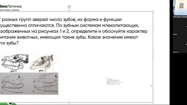 26.04 4 гр зоология хордовые