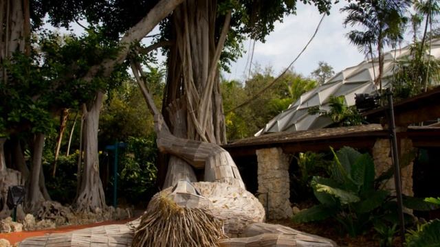 Pinecrest Gardens from 1-23-21 (redone) 4k смотреть онлайн