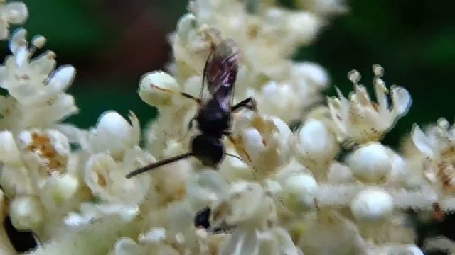 Lasioglossum sp. - ??? - (Halictidae) - Abeille à sueur - Paris/France - 07/2018 смотреть онлайн