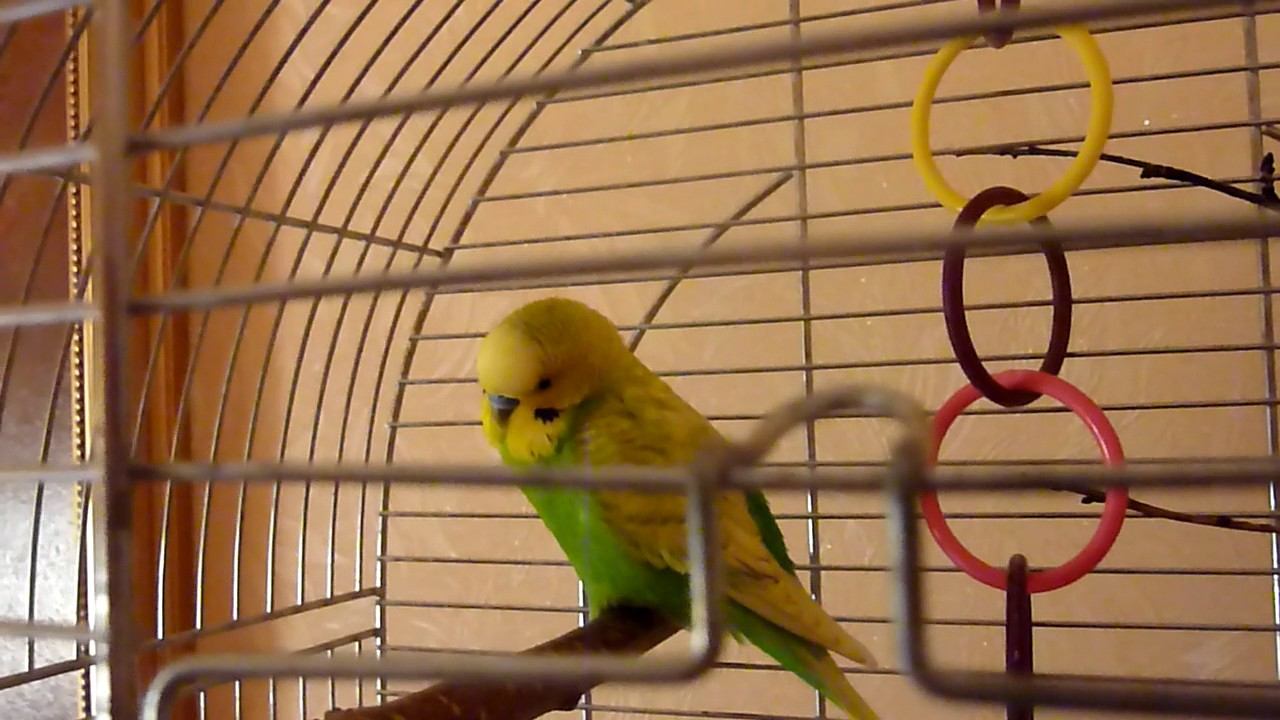 Как засыпает попугай?//Сон волнистого попугая//Как спят попугаи