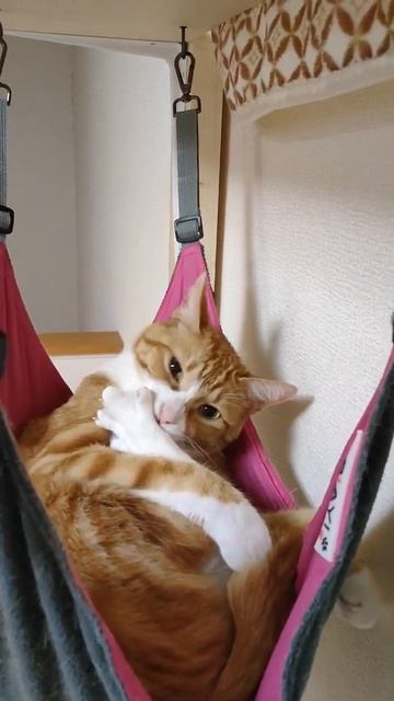 ハンモックで寝る前に毛づくろいする猫#Shorts смотреть онлайн